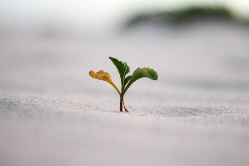 How to Optimise Product Images for SEO